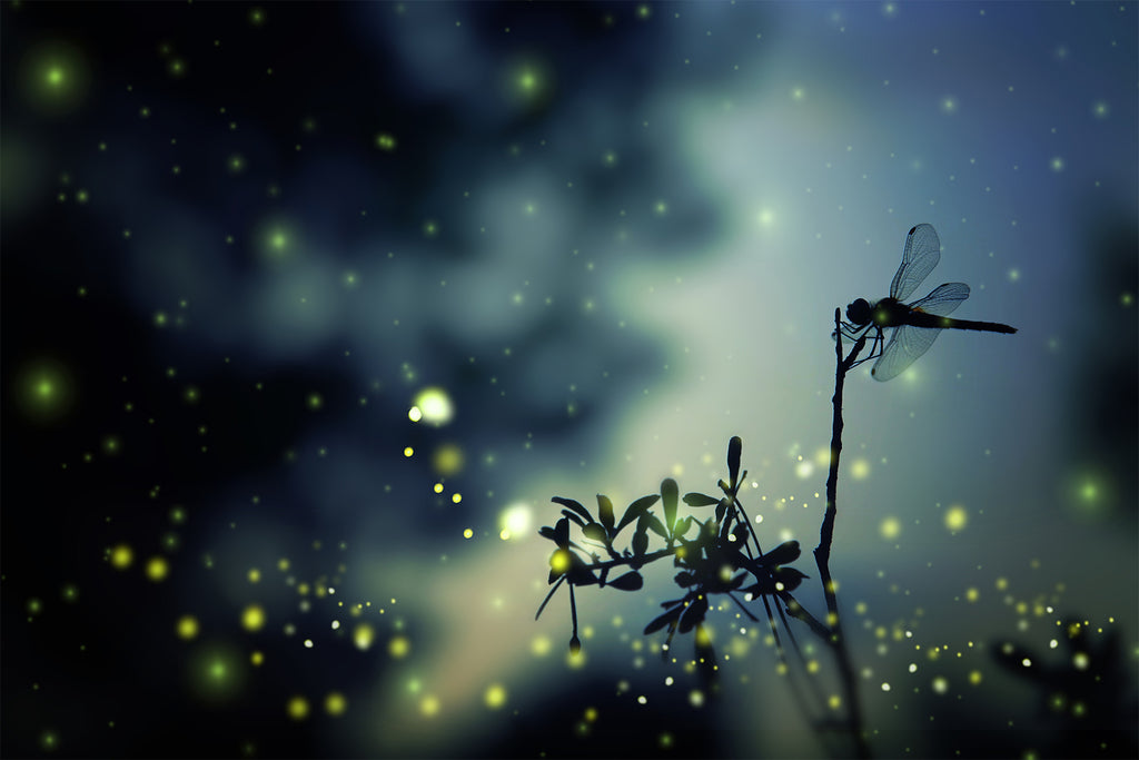 Learn Fireflies by Owl City (The Ukulele Teacher)