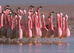A flock of Flamingos